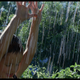 Image for article titled Gorgeous Tree of Life stills look like the greatest science epic of all time
